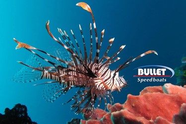 Lionfish in the Red Sea